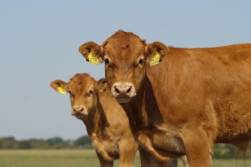 Guernsey cow - Dairy Farm